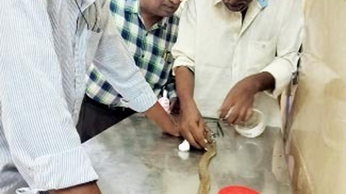 Kadapa vets give a new lease of life to critically injured cobra